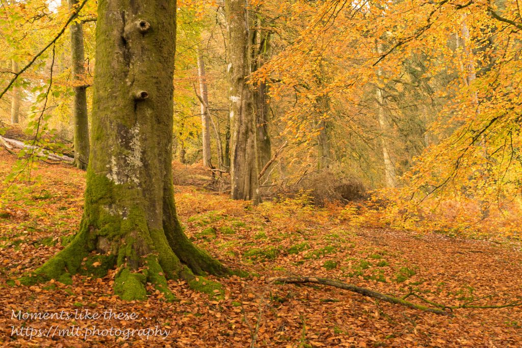 Beech trees by Caban-coch Reservoir in Autumn