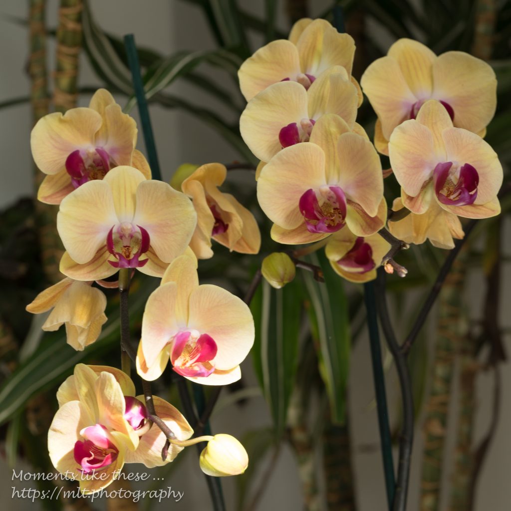 Orchids at home