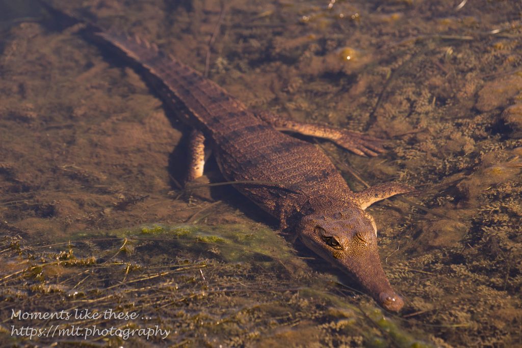 Fresh-water crocodile