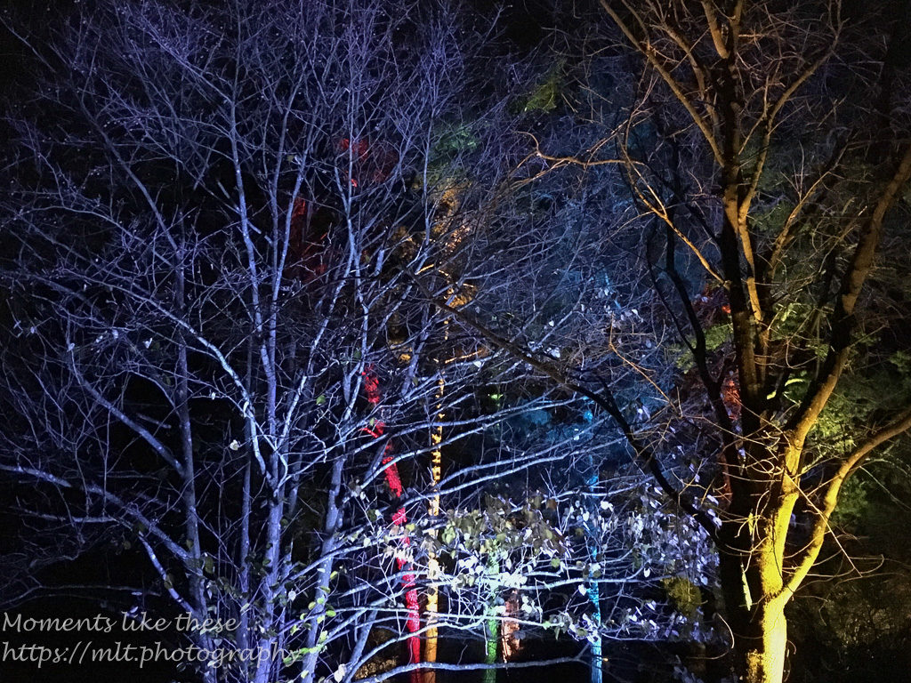 Westonbirt Winter Lights