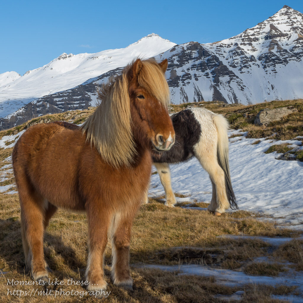 Icelandic horses - "Food photography"
