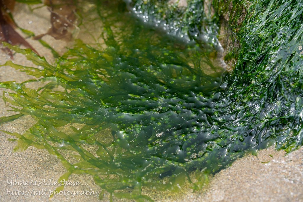 Seaweed art