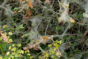 Webs of caterpillars