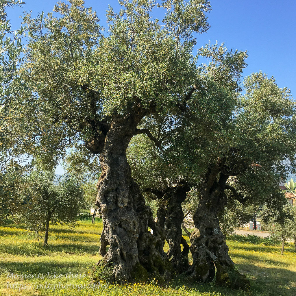 Olive tree of San Emiliano, near Trevi