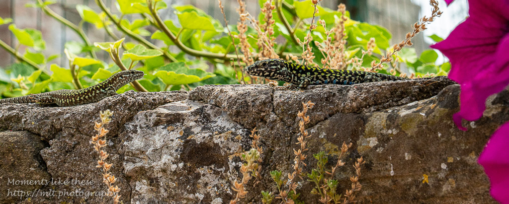 Lizards on Isola Maggiore