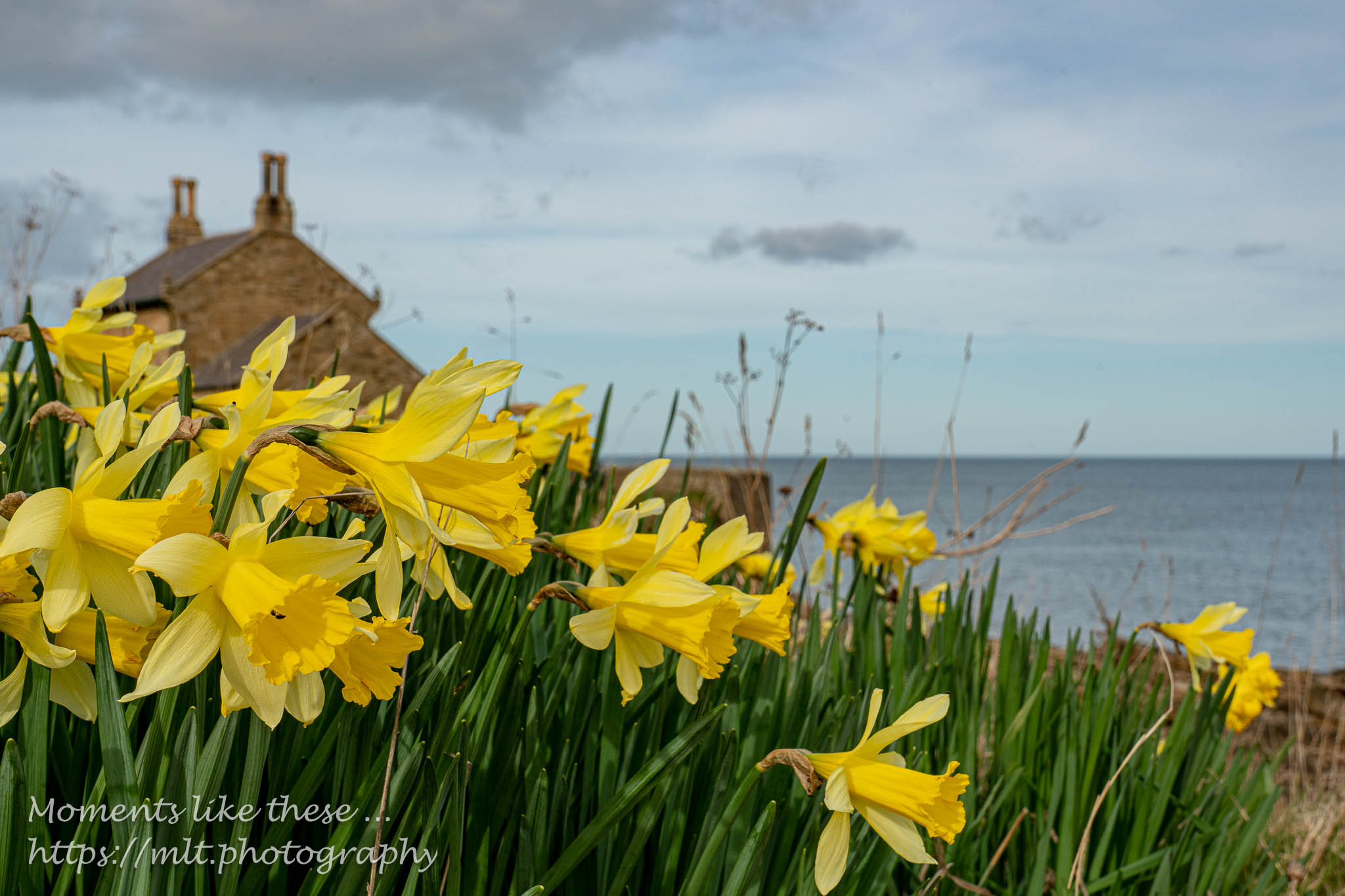 Daffodils at The Beach House