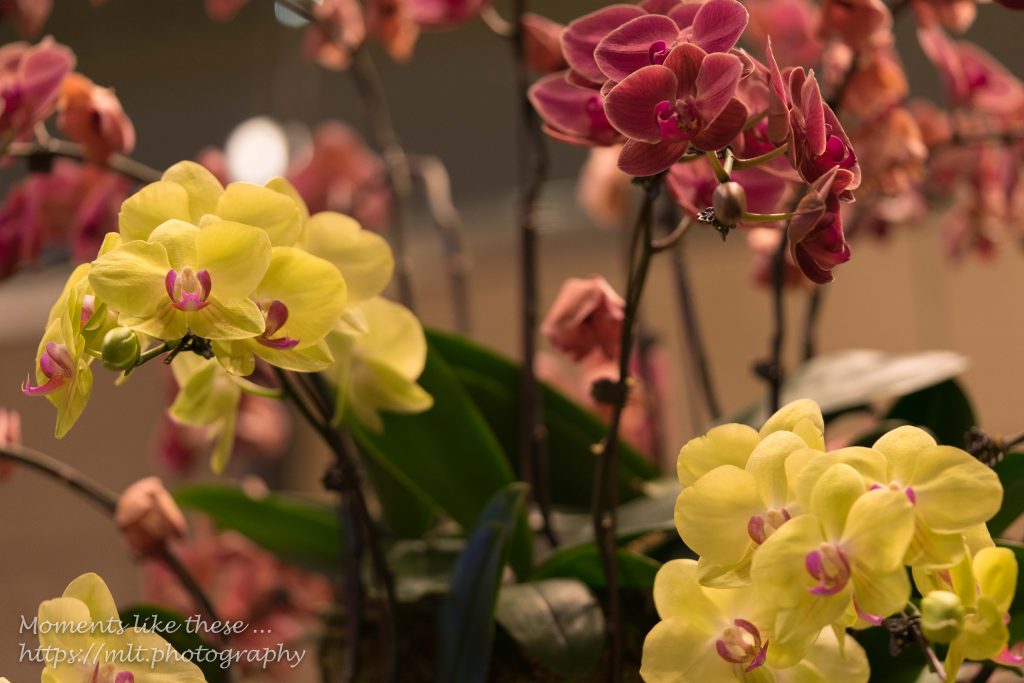 Singapore orchids