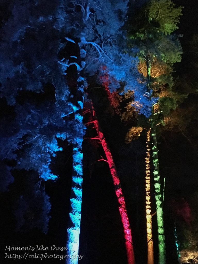 Westonbirt Winter Lights