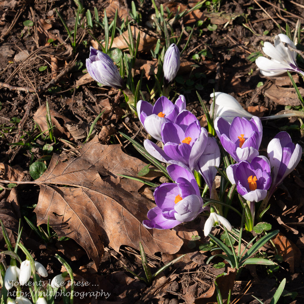 Crocus and snowdrops at Belle Vue