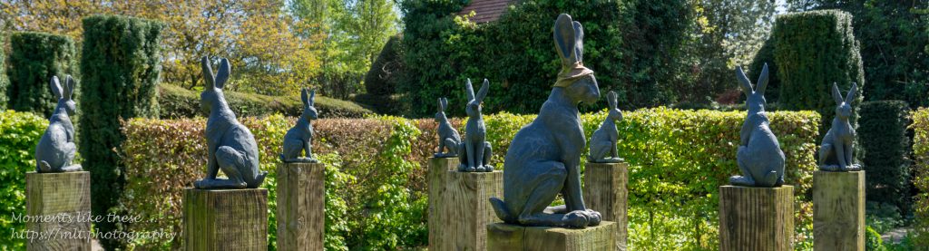 Hares golore - Stocton Bury