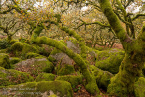 Mossy trees in Wistman's Wood