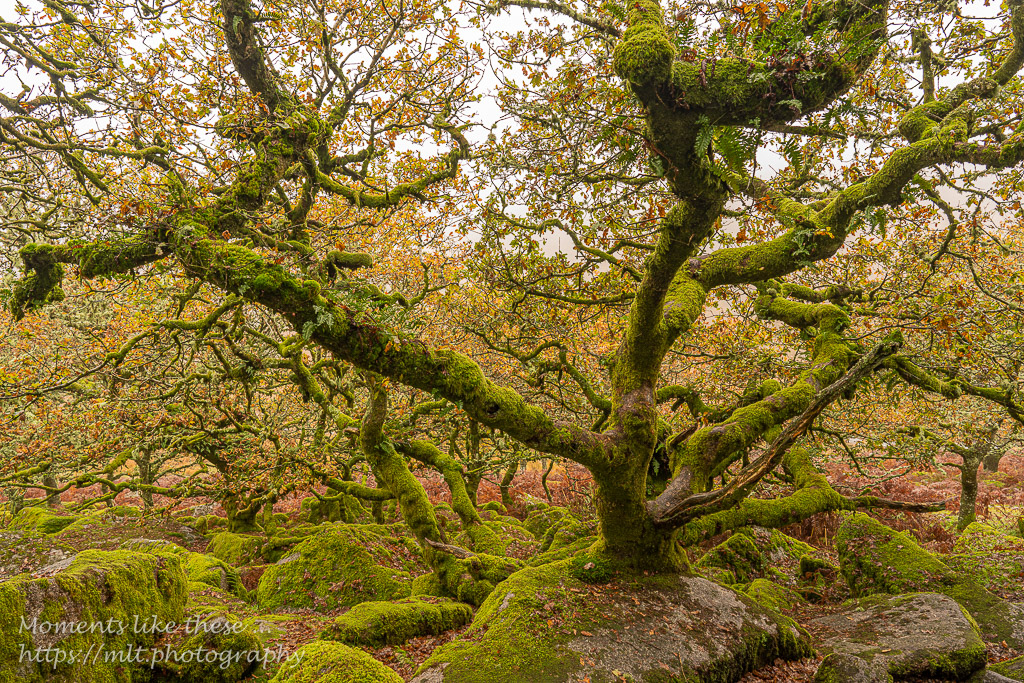 Rock & Tree, Wistman's Wood