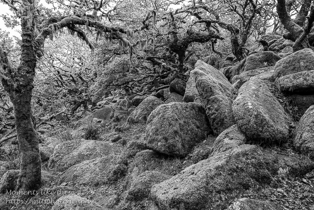 A jumble of rocks and strange lichens