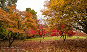 Roath Park - an autumn view