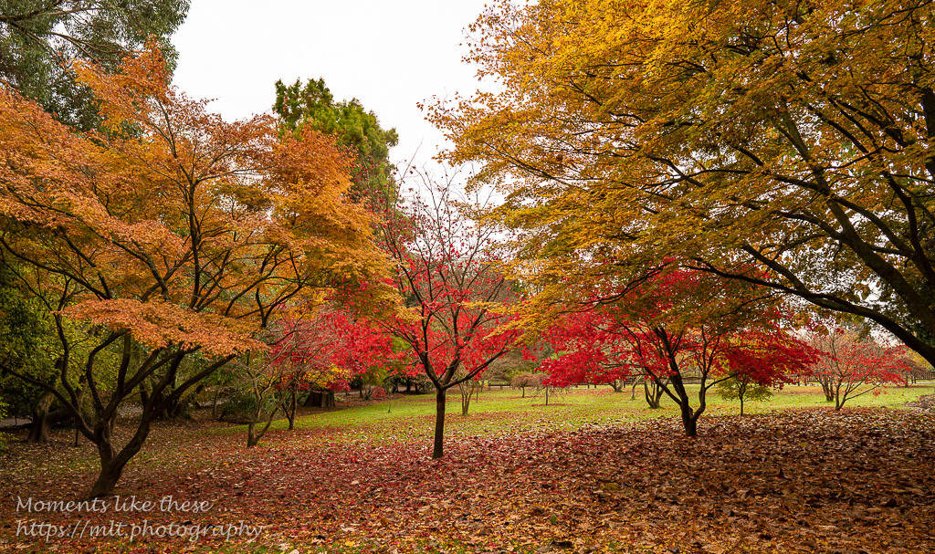 Roath Park - an autumn view