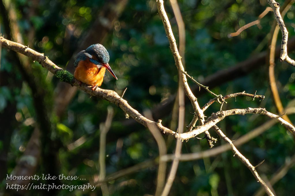 My first Kingfisher