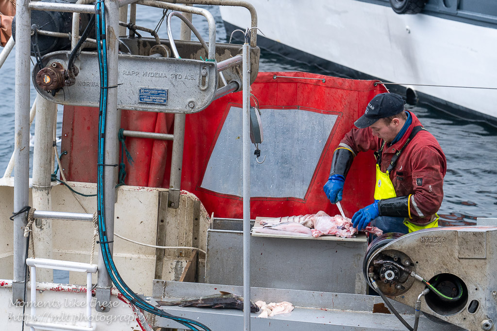 Preparing fish - Ålesund