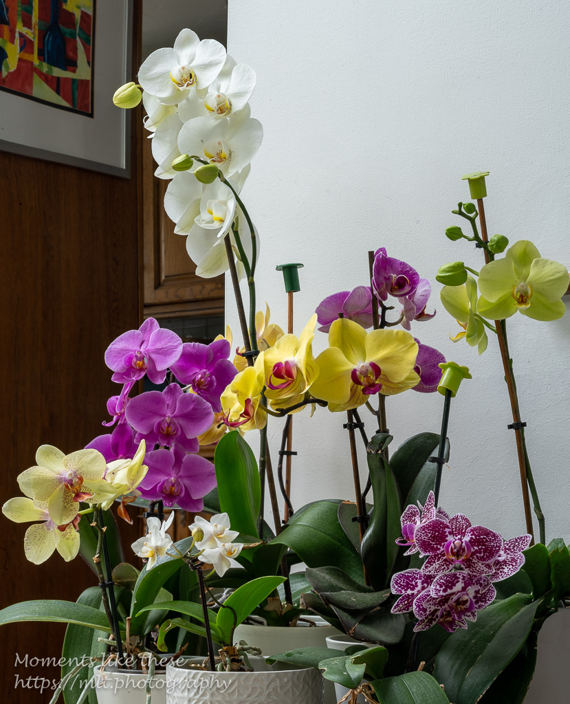 A vertical panorama of orchids