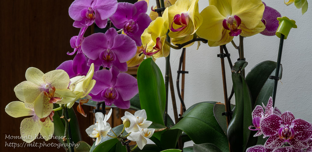 The focus is orchids