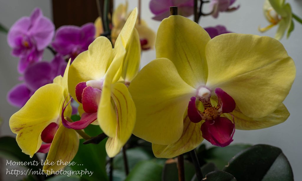 Orchids in focus