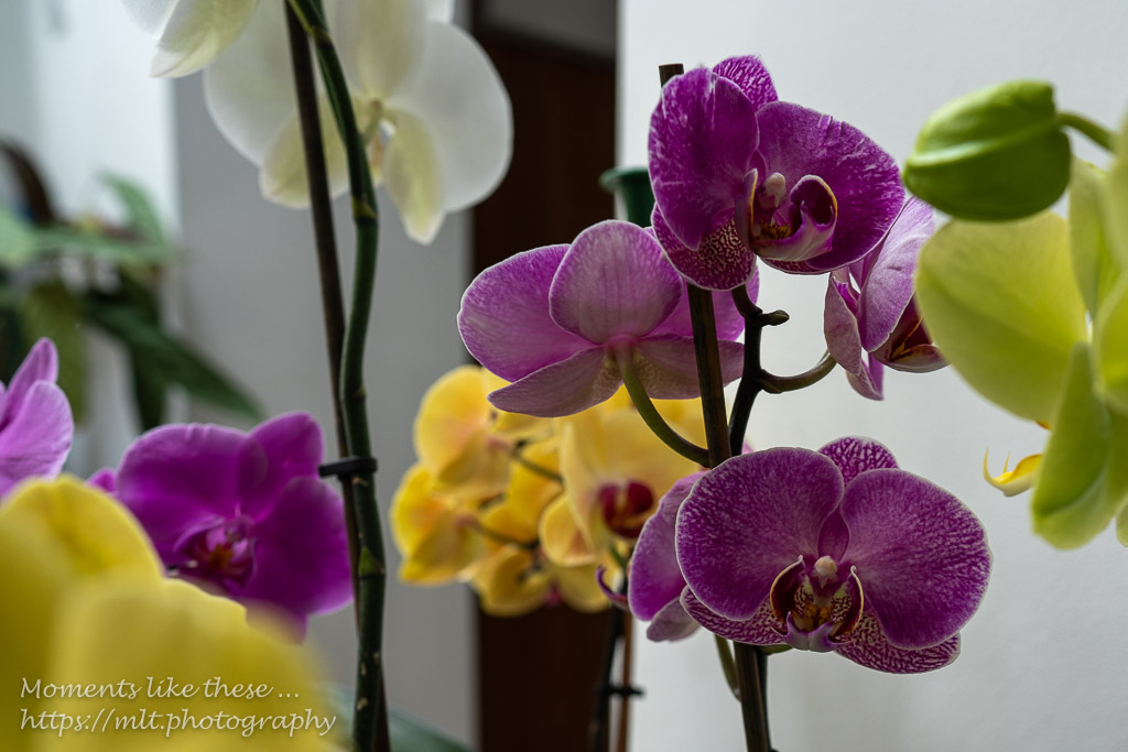 Orchid colour