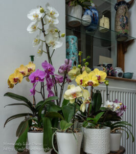Orchids - the tripod shot