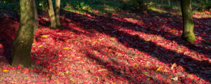 A carpet of red