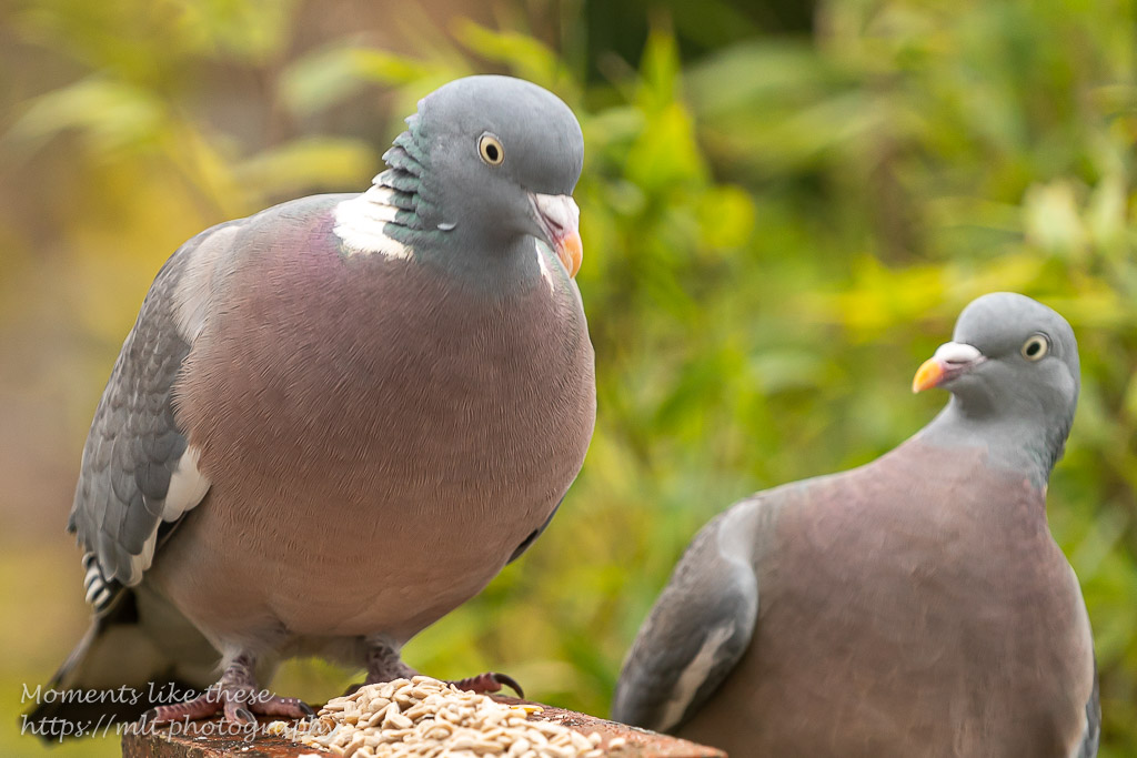 Mr & Mrs Wood pigeon
