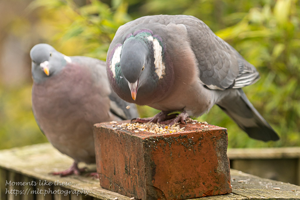 Mr & Mrs Wood pigeon