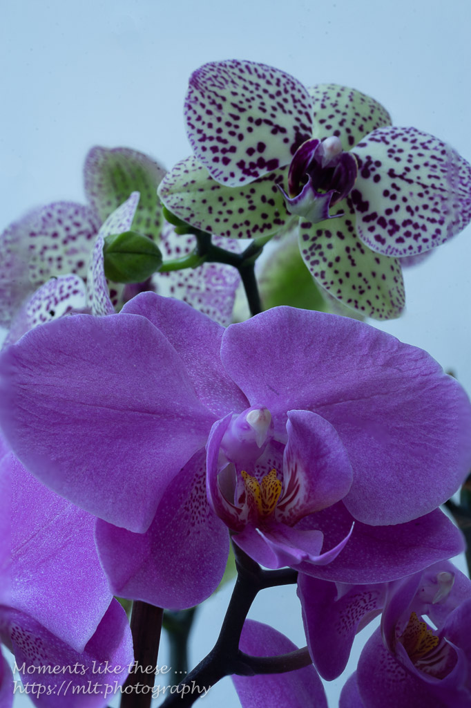 Orchids (focus-stacked)
