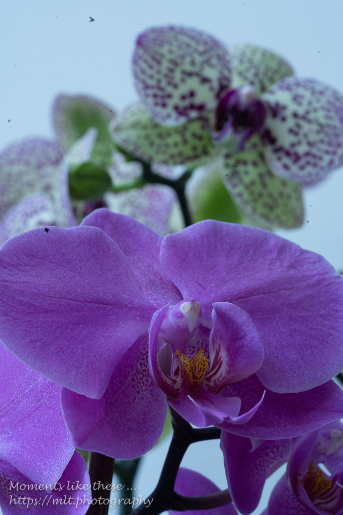 Orchids -1