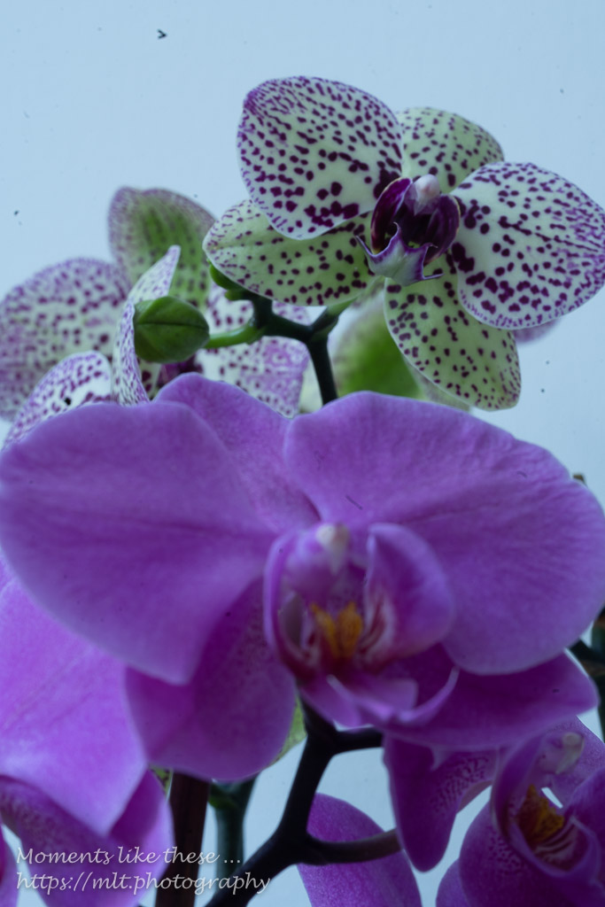 Orchids-3