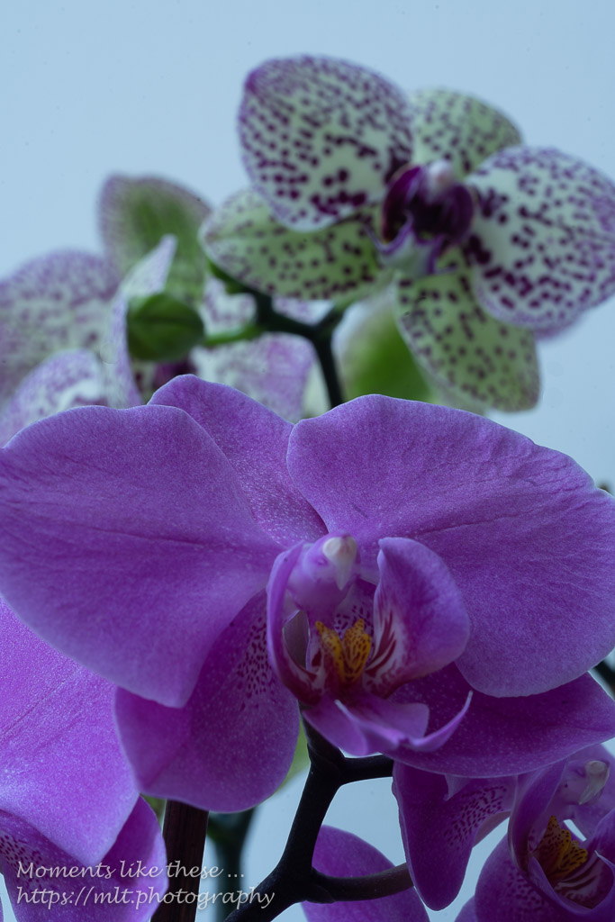 Orchids (single-shot)