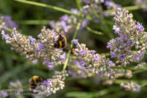 Bees on lavender
