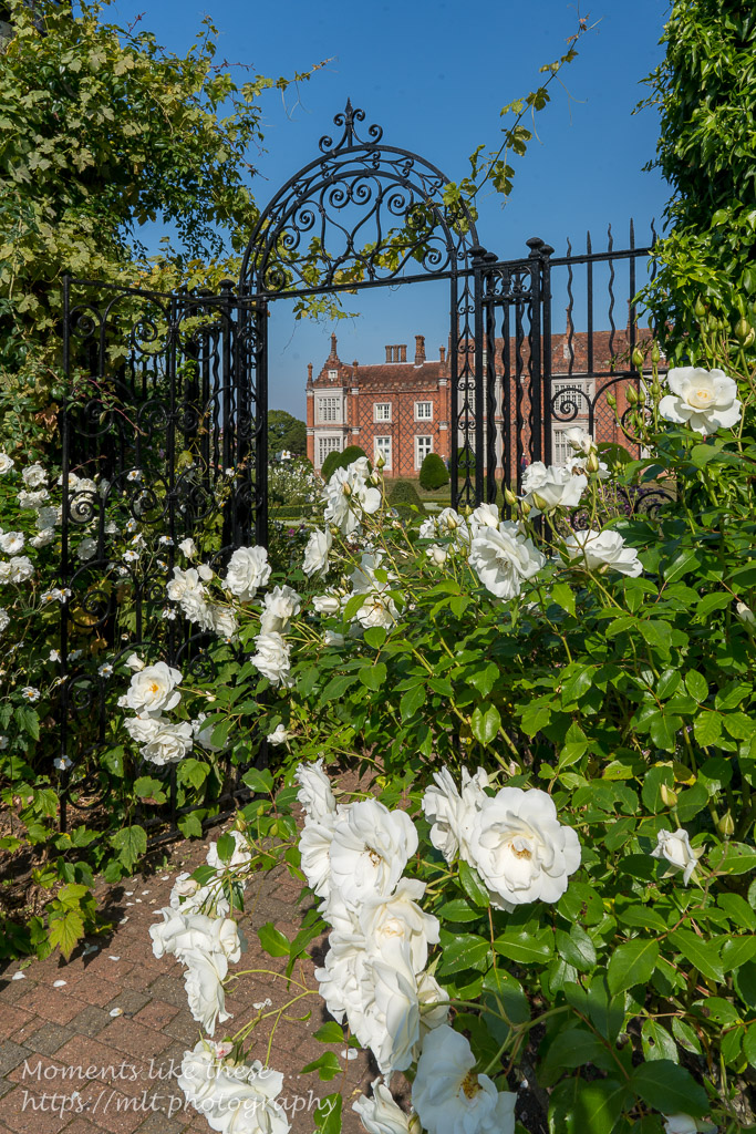 Through roses to Helmingham Hall
