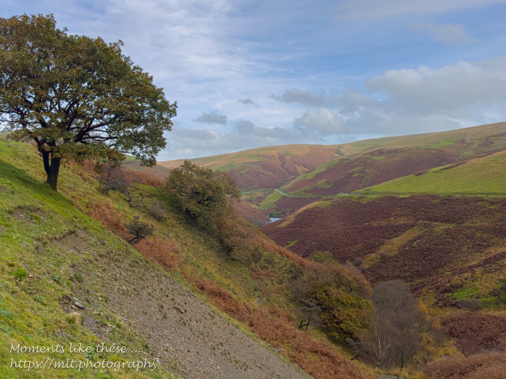 Lone tree and autumn colours